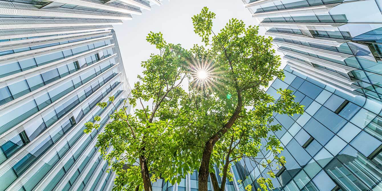 sun shining through green tree in office building courtyard